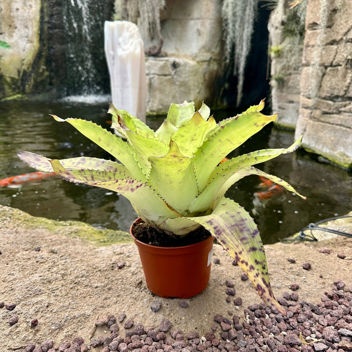 Wittrockia 'Leopardinum' - Rainforest Flora