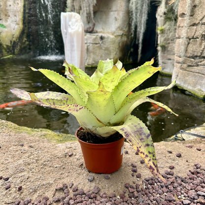 Wittrockia 'Leopardinum' - Rainforest Flora